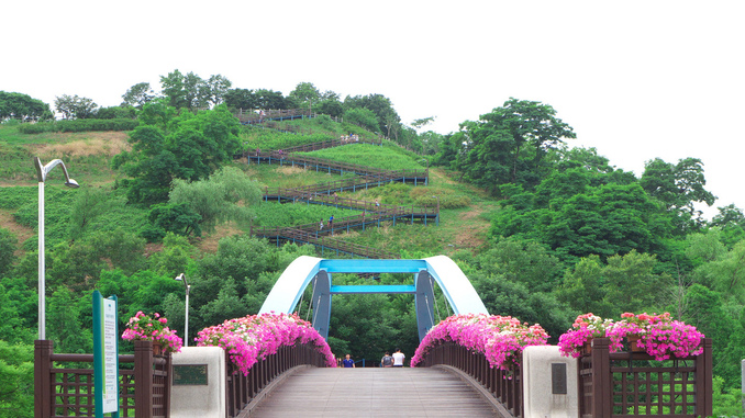 Melihat matahari terbit adalah waktu favorit banyak orang untuk memotret. Langit Nampak berwarna-warni, dan Anda mungkin mendapatkan bidikan di mana cahaya jam emas yang indah menyinari subjek atau latar depan.
Warna terbaik biasanya muncul setidaknya sepuluh menit sebelum matahari muncul atau cahaya remang pagi, terutama untuk posisi sempurna.
Oleh karena itu, sangat penting untuk mengatur, mengidentifikasi komposisi, dan bersiap untuk pertunjukan setidaknya satu jam sebelum matahari dijadwalkan terbit di lokasi yang menjadi spot utama.
6 Tempat di Korea untuk Melihat Matahari Terbit
Ada banyak tempat menakjubkan di Korea untuk melihat terbitnya matahari, tapi jangan khawatir jika Anda tidak bisa pergi dari Seoul atau tidak sanggup mengunjungi kawasan pesisir di luar Seoul.
Ada tempat-tempat fantastis di wilayah Seoul di mana Anda dapat melihatnya, dan berikut detail spot yang bisa Anda kunjungi :
1. Gunung Achasan
Karena Gunung Achasan terletak di titik paling timur kota, wisatawan dapat melihat matahari terbit paling awal di Seoul di sana.
Selain itu, lokasi ini mudah diakses melalui Stasiun Achasan yang berjarak sekitar 20 menit dari lokasi ini. Bahkan bagi pendaki yang belum berpengalaman, jalur menuju puncak cukup mudah untuk didaki.
Empat puncak Gunung Achasan dan alun-alun pemandangan fajar di tengah kawasan merupakan tempat terbaik untuk menyaksikan cahaya fajar.
2. Taman Haneul
Untuk sampai ke Taman Haneul, gunakan metro jalur 6 dan keluar di World Cup Stadium Station. Berjalanlah sebentar untuk menuju lokasi begitu keluar dari stasiun.
Tempat ini menjadi tempat favorit keluarga untuk berkunjung dan melihat matahari terbit di tahun baru, karena aksesibilitasnya yang sederhana dan kemiringannya yang landai.
Salah satu daya tarik utamanya adalah padang rumput berwarna perak, yang paling cocok dinikmati sembari menyaksikan cahaya fajar.
Untuk mendapatkan lokasi pengamatan terbaik, ada baiknya Anda datang sedikit lebih awal karena matahari akan terbit menuju Gunung Bukhansan.
Pengunjung dapat dengan mudah menyaksikan dan menikmati matahari terbit di tempat yang dikelilingi oleh Yeouido, Jembatan Seongsan, dan Stadion Sangam (lokasi Piala Dunia Seoul).
3. Mongchontoseong
Bagi Anda yang kesulitan mendaki gunung, Kami menyarankan untuk mendatangi Mongchontoseong (Manwol-bong).
Lokasi non-pegunungan ini berada di Bangi-dong, Songpa-gu, dan mudah diakses dengan kereta bawah tanah jalur 9 di Stasiun Hanseong Baekje dan jalur 8 di Stasiun Mongchontoseong.
Terdapat area terbuka luas yang disebut Mongchontoseong (Manwol-bong) dimana Anda dapat dengan mudah melihat matahari terbit.
Saat berada di sekitar ini, akan lebih lengkap jika Anda melanjutkan perjalanan untuk mengunjungi Bukit Satu Pohon yang terkenal.
4. Bongsudae Ansan
Mungkin saja namanya mengecoh dengan mengira bahwa lokasi ini berada di Gyeonggi-do, Ansan. Di sisi lain, Ansan Bongsudae dapat diakses dari Seodaemun-gu dan memiliki jalur bebas hambatan yang mengarah ke puncak.
Dengan latar belakang cakrawala kota metropolitan, pemandangan saat melihat matahari terbit (semburat cahaya) dari puncak gunung sungguh menakjubkan.
Selain itu, terdapat area berkumpul dengan zona bergambar dan pedagang yang menyajikan makanan khas daerah tersebut, tteok-guk (sup kue beras), di bawah Kantor Distrik Seodaemun-gu.
Penggemar drama juga harus memperhatikan fakta bahwa adegan pembuka drama Korea Misaeng difilmkan tepat di lokasi ini.
5. Gunung Gaehwasan
Terletak di antara Sungai Hangang dan Haengju Sanseong, Gunung Gaehwasan adalah bagian dari Gangseo-gu. Gunung Gaehwasan adalah lokasi terkenal untuk mengagumi pemandangan Sungai Hangang dan Gunung Bukhansan yang menakjubkan dalam sekejap.
Tempat ini juga memiliki jalur berjalan kaki yang mengarah ke puncak, menjadikannya area ideal untuk melihat matahari terbit pertama.
Setiap tahun, festival Tahun Baru diadakan di puncak gunung, memberikan para pengunjung kesempatan untuk menikmati tidak hanya matahari terbit pertama di tahun tersebut tetapi juga berbagai perayaan lainnya.
6. Paviliun Oktagonal di Gunung Eungbongsan
Dikenal sebagai "Gunung Forsythia" karena bunga forsythia musim semi yang menakjubkan, Gunung Eungbongsan telah lama dipuji karena pemandangannya yang menakjubkan.
Stasiun Eungbong di Jalur Gyeongui-Jungang, hanya berjarak 15 menit dengan berjalan kaki dari Paviliun Oktagonal di Gunung Eungbongsan.
Pemandangan selama melihat matahari terbit dari Paviliun Oktagonal cukup luar biasa, meski pendakian ke bukit tetangganya tidak terlalu sulit.
Menikmati awal tahun baru dengan sunrise yang dikelilingi beberapa jembatan seperti Donghodaegyo, Hannamdaegyo, dan Seongsu Aegyo, serta Pulau Ttukseom dan Menara Lotte di wilayah timur kota, adalah hal yang menyenangkan.
Saksikan indahnya pemandangan terbitnya matahari dengan rona kemerahan yang hangat, di antara pepohonan pinus yang mengelilingi Paviliun Oktagonal.
Saat ini, banyak orang sering kali melihat ponsel bahkan ketika mengunjungi taman atau wisata alam lainnya. Kesejahteraan fisik dan emosional jadi menderita akibat keterpisahan dari lingkungan alam.
Berbeda dengan beberapa dekade sebelumnya, kesadaran manusia sekarang untuk menghabiskan banyak waktu di luar ruangan patut untuk diapresiasi terutama dalam berinteraksi dengan alam.
Karena demikian daya tahan tubuh seseorang semakin kuat, suasana hatinya membaik, muncul perasaan takjub, dan akan mengembangkan pola pikir gambaran besar ketika melihat matahari terbit.